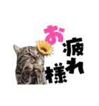 動く！デカ文字にゃんこ（個別スタンプ：3）