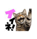 動く！デカ文字にゃんこ（個別スタンプ：4）