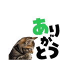動く！デカ文字にゃんこ（個別スタンプ：7）