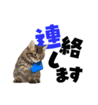 動く！デカ文字にゃんこ（個別スタンプ：9）