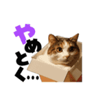 動く！デカ文字にゃんこ（個別スタンプ：10）