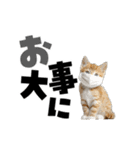 動く！デカ文字にゃんこ（個別スタンプ：12）