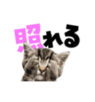 動く！デカ文字にゃんこ（個別スタンプ：13）