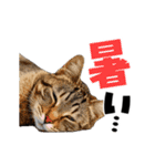 動く！デカ文字にゃんこ（個別スタンプ：14）