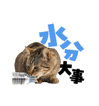 動く！デカ文字にゃんこ（個別スタンプ：15）