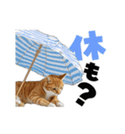 動く！デカ文字にゃんこ（個別スタンプ：16）