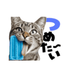 動く！デカ文字にゃんこ（個別スタンプ：19）