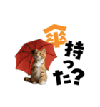 動く！デカ文字にゃんこ（個別スタンプ：20）