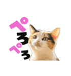 動く！デカ文字にゃんこ（個別スタンプ：24）