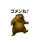 日常で使えるマーモットちゃん（個別スタンプ：4）