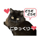 黒猫 ルナ院長 169にゃんめ（個別スタンプ：2）