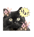 黒猫 ルナ院長 169にゃんめ（個別スタンプ：3）