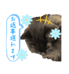 黒猫 ルナ院長 169にゃんめ（個別スタンプ：5）