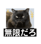 黒猫 ルナ院長 169にゃんめ（個別スタンプ：6）
