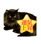 黒猫 ルナ院長 169にゃんめ（個別スタンプ：8）