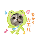 マイキャッ2（個別スタンプ：6）