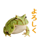 ベルツノガエルの日常スタンプ（個別スタンプ：2）