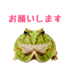 ベルツノガエルの日常スタンプ（個別スタンプ：14）