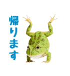 ベルツノガエルの日常スタンプ（個別スタンプ：16）