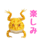 ベルツノガエルの日常スタンプ（個別スタンプ：17）
