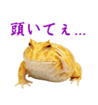 ベルツノガエルの日常スタンプ（個別スタンプ：19）