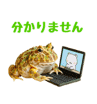 ベルツノガエルの日常スタンプ（個別スタンプ：24）