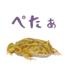 ベルツノガエルの日常スタンプ（個別スタンプ：27）