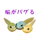 ベルツノガエルの日常スタンプ（個別スタンプ：35）