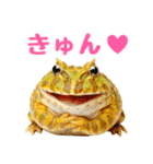 ベルツノガエルの日常スタンプ（個別スタンプ：40）