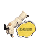 ダップーのひなちゃん（個別スタンプ：8）