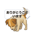 ジャックラッセル《メッセージスタンプ》（個別スタンプ：3）