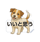 ジャックラッセル《メッセージスタンプ》（個別スタンプ：13）
