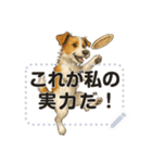 ジャックラッセル《メッセージスタンプ》（個別スタンプ：14）