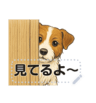ジャックラッセル《メッセージスタンプ》（個別スタンプ：17）