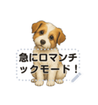 ジャックラッセル《メッセージスタンプ》（個別スタンプ：22）