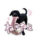 ぴのまる日和（個別スタンプ：3）