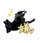ぴのまる日和（個別スタンプ：11）