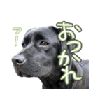 ぴのまる日和（個別スタンプ：17）
