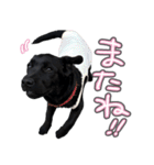 ぴのまる日和（個別スタンプ：19）