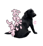 ぴのまる日和（個別スタンプ：31）