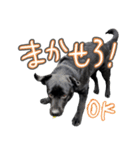 ぴのまる日和（個別スタンプ：33）