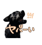 ぴのまる日和（個別スタンプ：36）