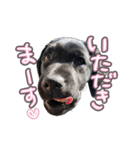 ぴのまる日和（個別スタンプ：38）