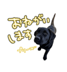 ぴのまる日和（個別スタンプ：40）