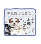 ルイチャン8（個別スタンプ：7）