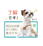 ルイチャン8（個別スタンプ：8）