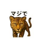 カッコいいヒョウ日本語（個別スタンプ：9）