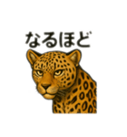 カッコいいヒョウ日本語（個別スタンプ：13）