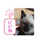 あずきとくるみのスタンプ（シンプル）（個別スタンプ：3）