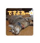 あずきとくるみのスタンプ（シンプル）（個別スタンプ：12）